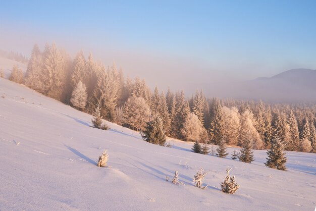 árvores de paisagem de inverno e vedação no gelo, fundo com alguns destaques suaves e flocos de neve