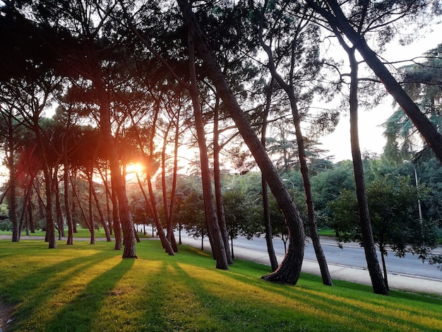 Árvores em um campo verde plantadas próximas umas das outras durante o pôr do sol