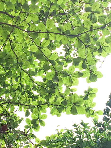 Foto grátis Árvores florestais. fundos verdes da luz solar da natureza. tom suave