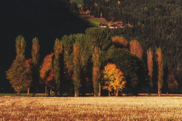 Árvores marrons e verdes