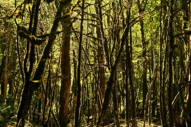 Árvores mortas com musgo buxus colchica na floresta de buxo devido à invasão da mariposa do buxo no cáucaso, na rússia