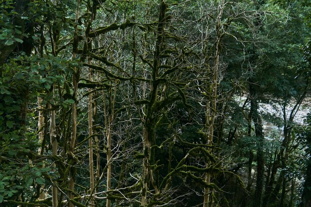 Árvores murchas com musgo buxus colchica na floresta de buxo devido à invasão da mariposa do buxo no cáucaso, na rússia