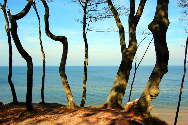 Foto grátis árvores perto da praia