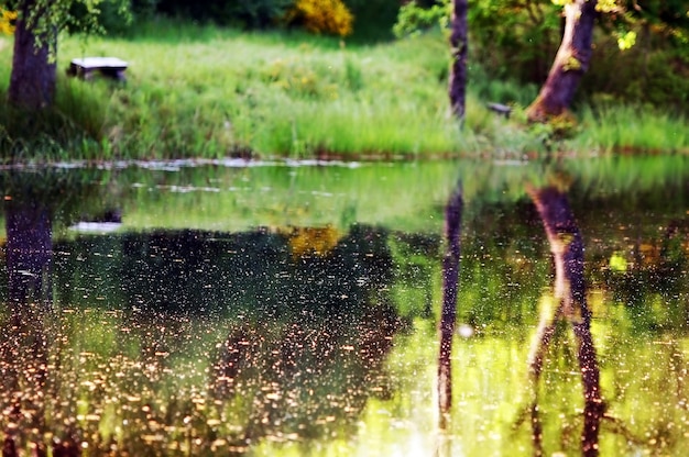 Árvores refletida no lago