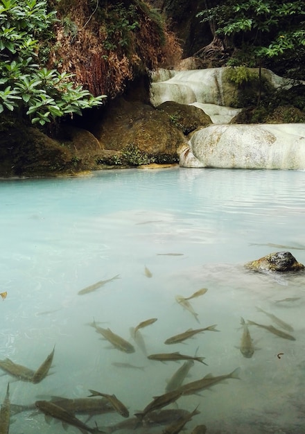 Foto grátis Árvores rio floresta peixes