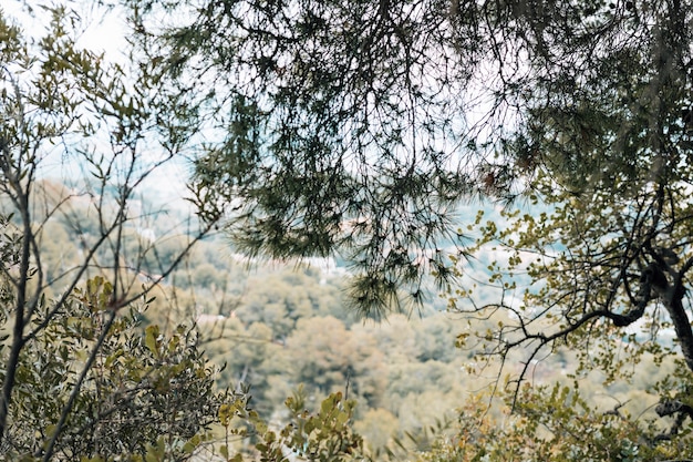 Árvores verdes na floresta