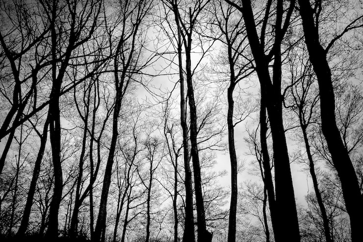 Foto grátis as árvores sem folhas