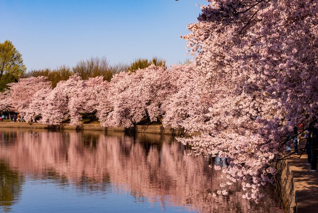 As cerejeiras em flor refletidas na Tidal Basin durante o Cherry Blossom Festival