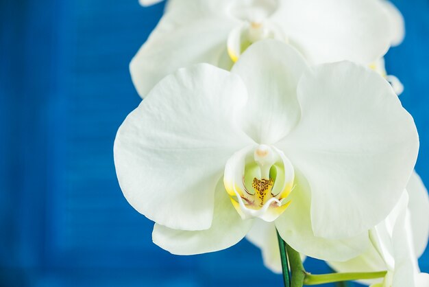 As flores da orquídea