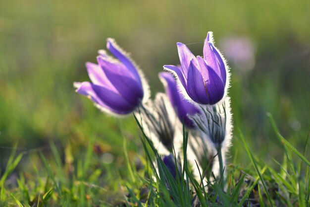 As flores fecham-se