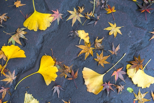As folhas secas no chão
