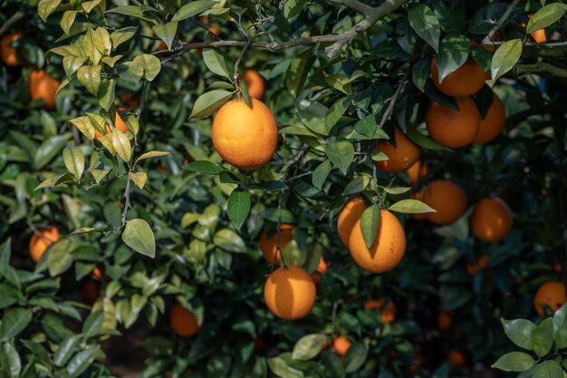 As laranjeiras do pomar tiveram uma boa colheita, e os galhos e folhas verdes estavam cobertos de laranjas douradas Foto Premium