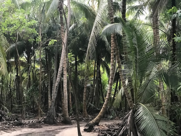 As palmeiras crescem lado a lado nas selvas