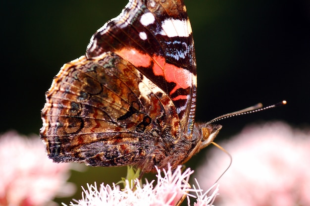 asas de borboleta perto