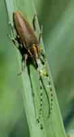 Foto grátis asphodel longo besouro horned, agapanthia asphodeli, descansando em uma folha.