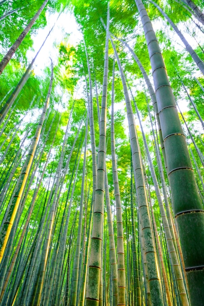 Atirar japonês beleza brilhante arvoredo