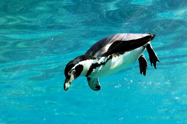 Auk nadando na água em um zoológico