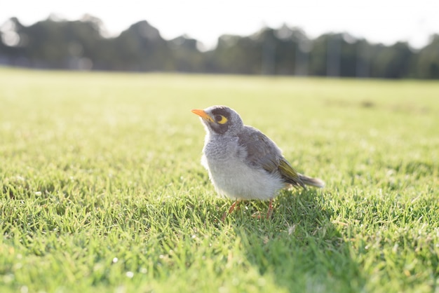 Australian notivo pássaro noisy mineiro na grama, fundo da natureza borrada.