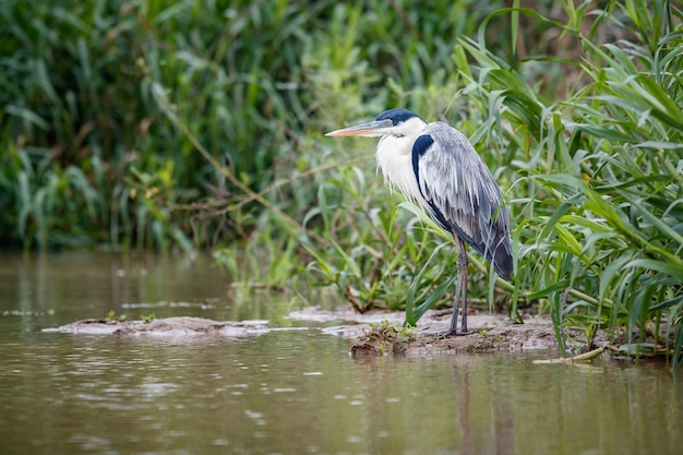 ave do pantanal no habitat natural