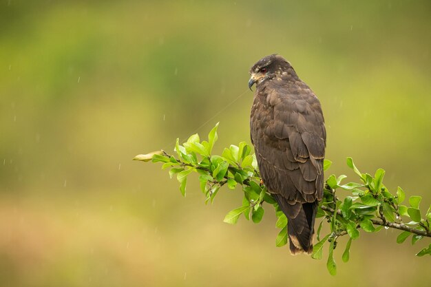 Ave majestosa e colorida no habitat natural Aves do norte do Pantanal selvagem brasil vida selvagem brasileira cheia de selva verde natureza sul-americana e deserto