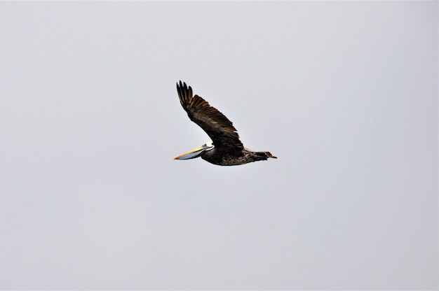 Ave marinha gannet do norte voando sob o céu claro