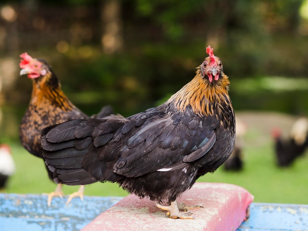 Aves de fazenda de tiro ao ar livre