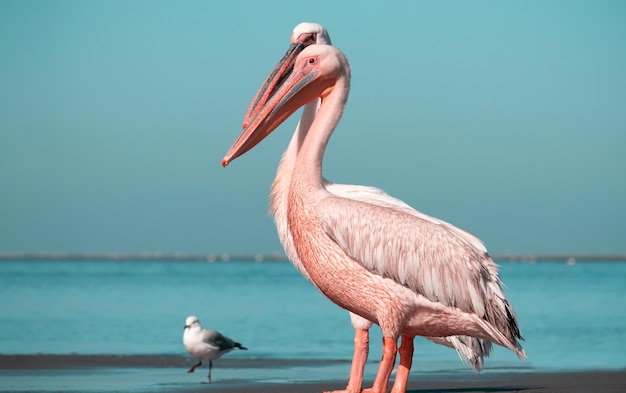 Aves selvagens africanas. um grupo de vários pelicanos cor-de-rosa grandes está parado na lagoa em um dia ensolarado