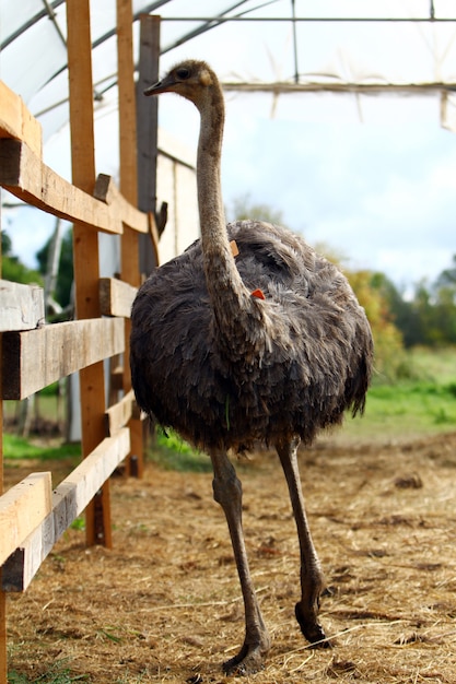 Foto grátis avestruz bonito