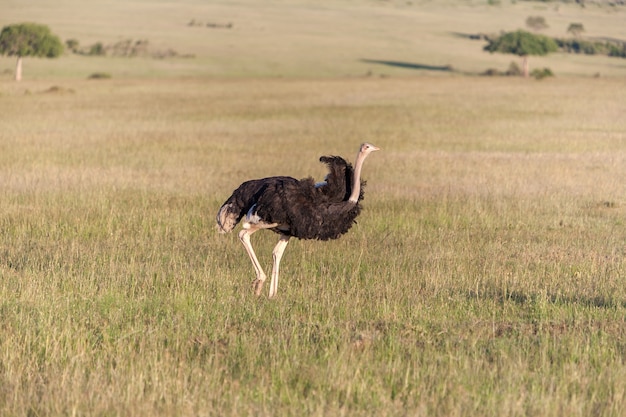 Avestruz caminhando na savana na África. Safari em Amboseli, Quênia