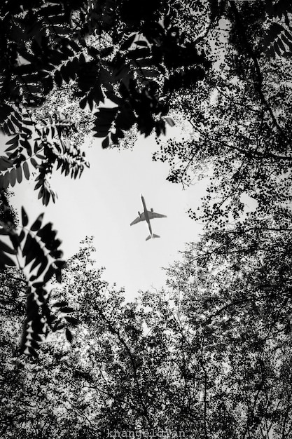 Avião voando sobre uma floresta