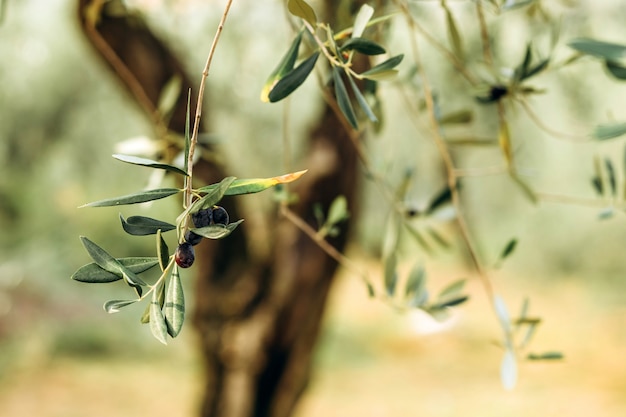 Azeitonas na filial. jardim de oliveiras, campo mediterrâneo de oliveiras. azeitonas em vários estágios de amadurecimento. fundo de foco suave.