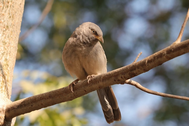 Babbler da selva empoleirado em um galho de árvore