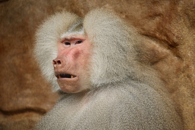 Macaco Albino Imagens – Download Grátis no Freepik