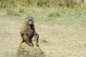 Foto grátis babuíno no parque nacional do quênia, áfrica