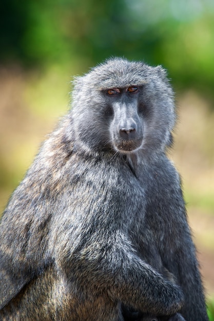 Foto grátis babuíno verde-oliva jovem no parque nacional do quênia, áfrica