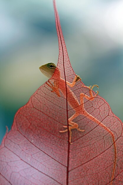 Baby a londok calotes closeup folhas secas