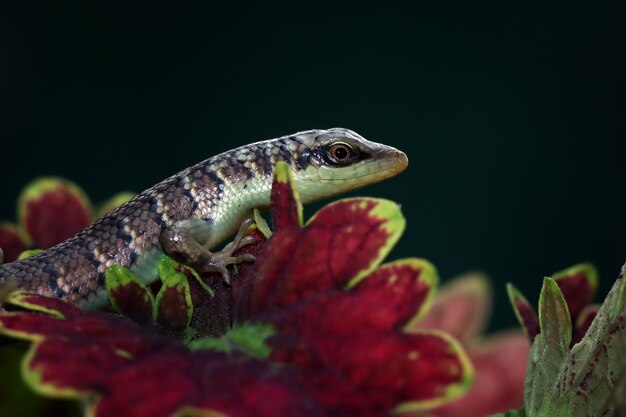 Baby Olive tree skink dasia olivaceaon folhas Olive tree skink closeup em folhas com fundo natural Lindo lagarto indonésio