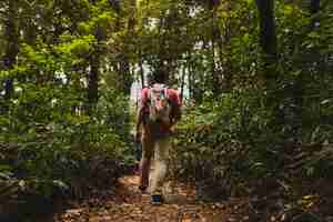 Foto grátis backpacker caminhadas na floresta