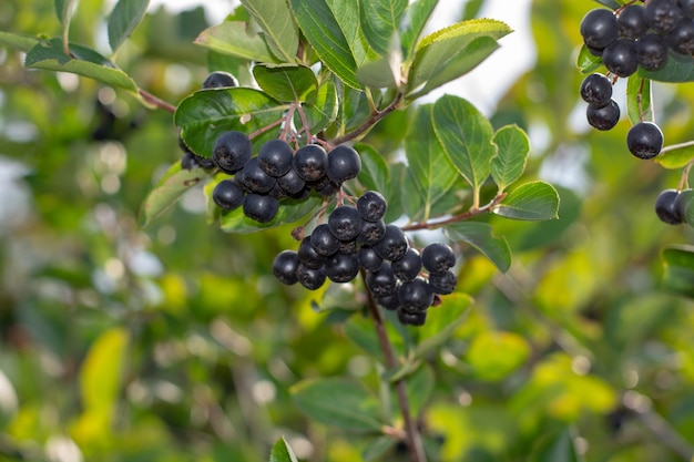 Bagas de aronia aronia melanocarpa chokeberry preto crescendo no jardim