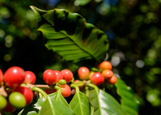 Bagas de café vermelho na planta em close com fundo de céu azul