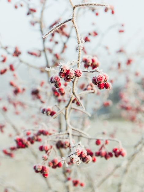 Bagas de pimenta rosa cobertas de neve