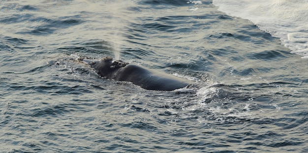 Baleia franca do sul descansando na superfície do mar, em Hermanus, África do Sul