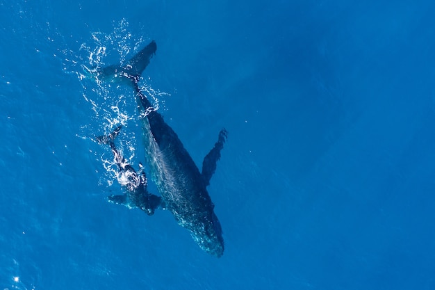 Foto grátis baleias jubarte fotografadas de cima com drones aéreos na costa de kapalua, havaí