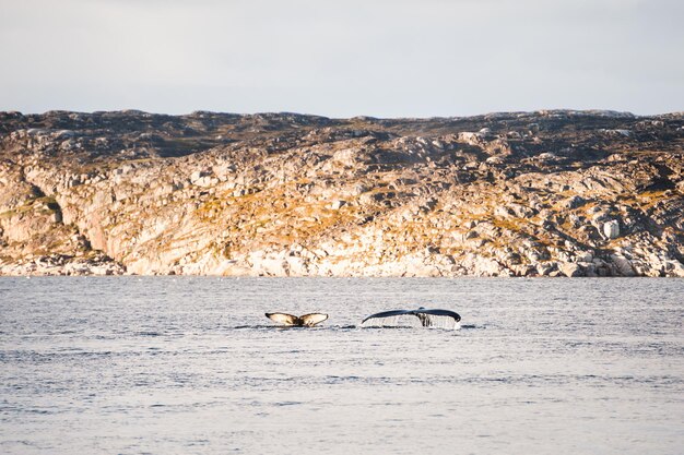 Baleias jubarte mergulhando e mostrando a cauda no oceano atlântico, oeste da groenlândia