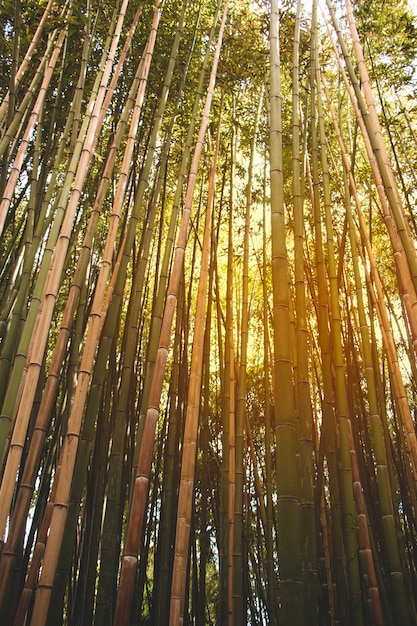 Foto grátis bambu alongamento