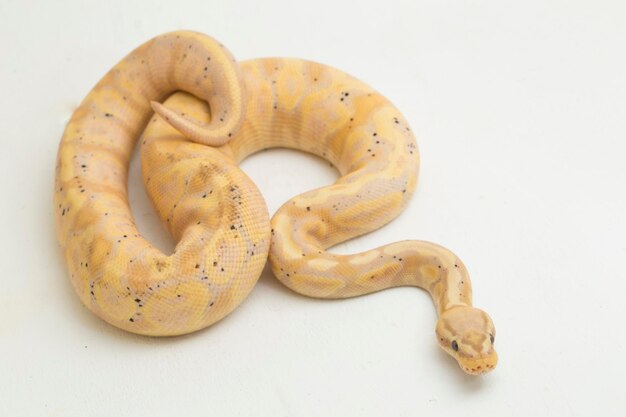 Banana super pastel bola python regius isolada no fundo branco