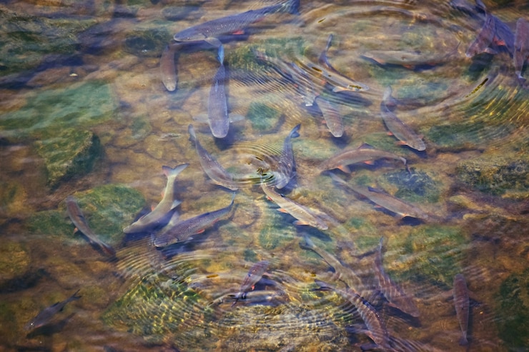 &quot;Banco de peixes na lagoa&quot;