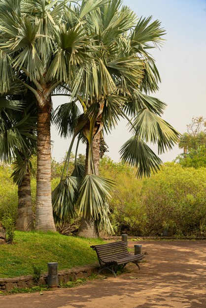 Banco sob a palmeira em um parque público coberto com tempestade de areia, calima. Tenerife, Espanha