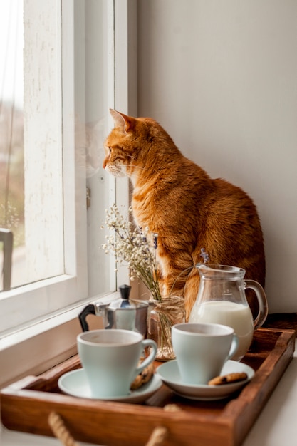 Bandeja de café da manhã com um gato