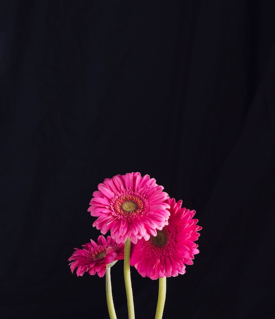 Foto grátis bando de belas flores rosa brilhantes frescas